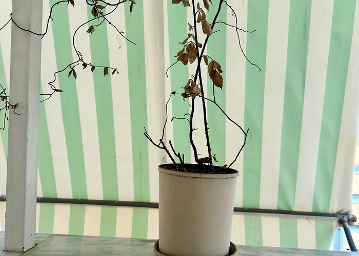 Διαμέρισμα Park *